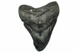Fossil Megalodon Tooth - North Carolina #349350-1